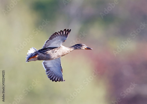 Female mallard in flight
