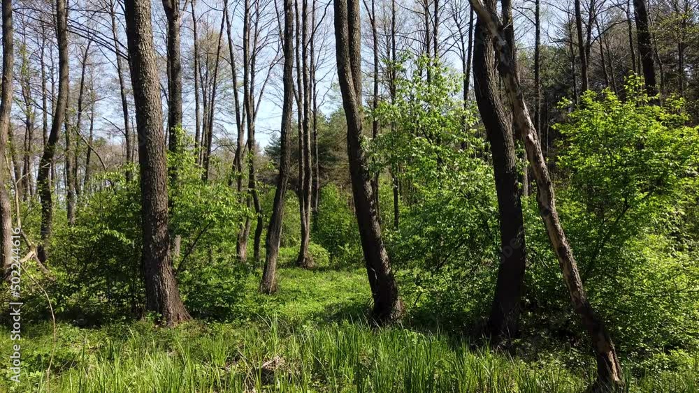 Spring forest of deciduous trees on a sunny day Spring forest of deciduous trees on a sunny day