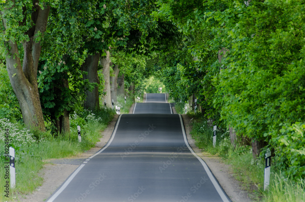 Die schiefe Straße, umrandet von einer Baumallee