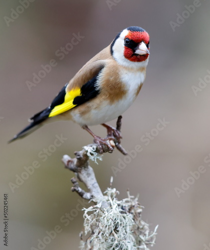 goldfinch on a branch