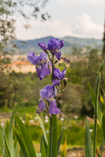 isolated light purple iris flower at botanical garden in Florence  Italy 