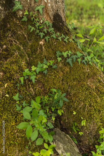 close up of moss on the tree trunk