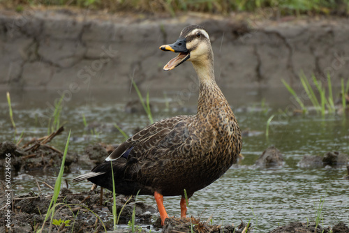 雨の中鳴くカルガモ