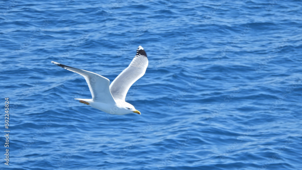 Extreme zoom photo of sea gull flying next to cruising ship in the Aegean with deep blue sky Extreme zoom photo of sea gull flying next to cruising ship in the Aegean with deep blue sky