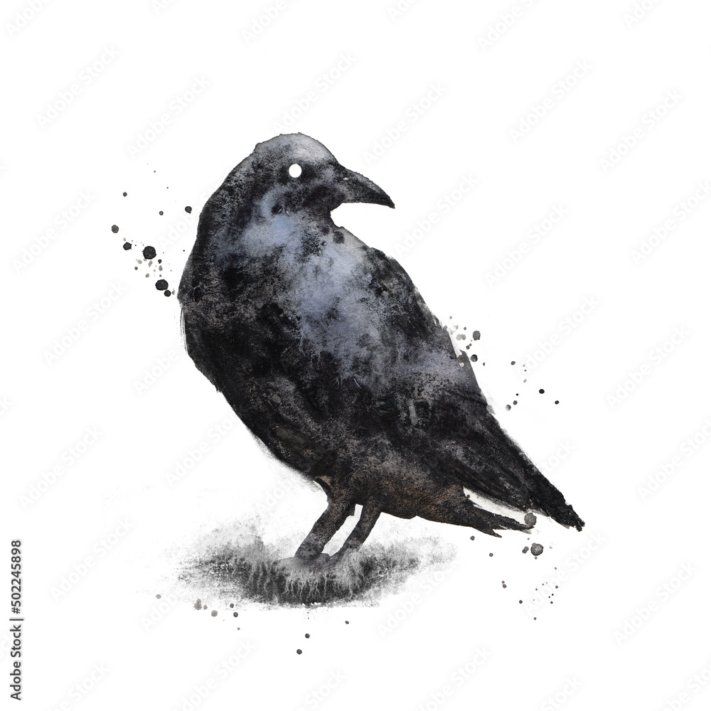 Fototapeta premium Black Raven isolated on white background. Crow - gothic black and white watercolor illustration. Bird clip art, wall art print