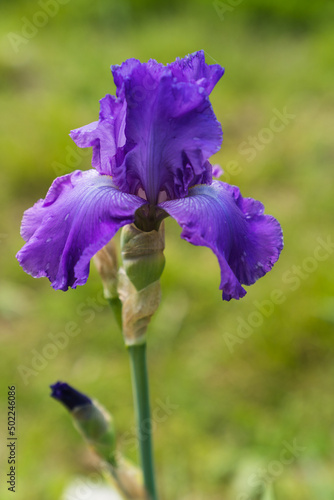 Close up detail of Iris flower taken at the international botanical garden Giardino dell'Iris in Florence, Italy