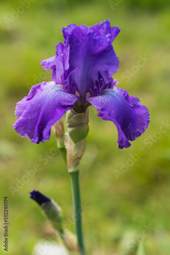 Close up detail of Iris flower taken at the international botanical garden Giardino dell'Iris in Florence, Italy
