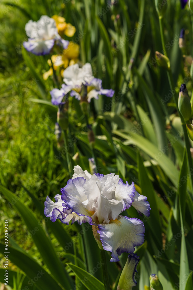 Fototapeta premium Close up detail of Iris flower taken at the international botanical garden Giardino dell'Iris in Florence, Italy