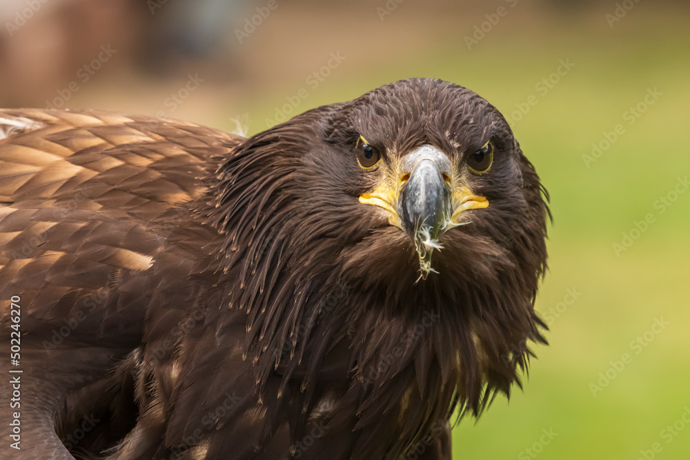 Portrait of a young bald eagle with an open beak. Portrait of a young bald eagle with an open beak.