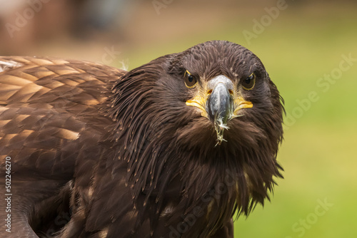 Portrait of a young bald eagle with an open beak.