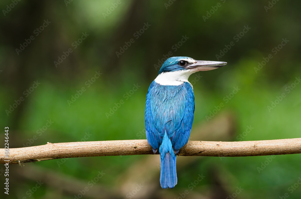 Obraz premium Collared Kingfisher sitting happily on a branch after feeding and waiting for its mate. on a warm sunny day It has a very clear blue color. It has a very beautiful blue and white color.