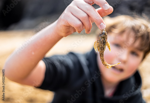 Shanny or Common blenny caught in the rockpool photo