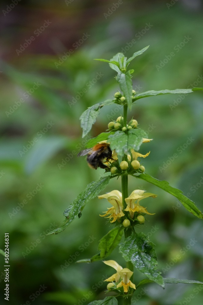 Gold nettle with Field bumblebee Gold nettle with Field bumblebee