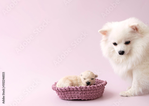 On a pink background in a pink basket is a small newborn puppy next to a white pomeranian dog © Varvara Serebrova