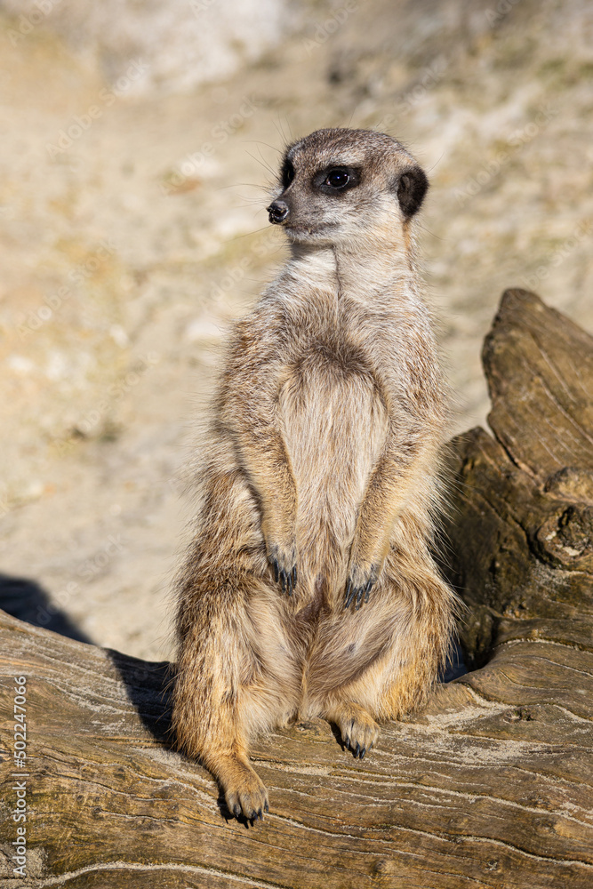 Fototapeta premium Meerkat - Suricata suricatta - Guarding his territory