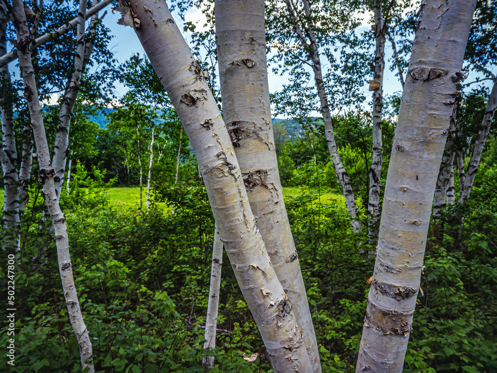 Fototapeta premium Betula papyrifera ,paper birch