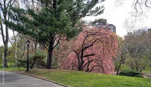 Central Park in spring with Japanese cherry treee photo