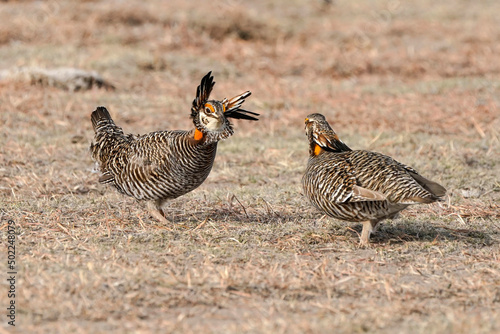 Greater Prairie Chicken - Rooster photo