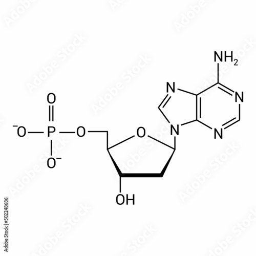 chemical structure of DNA nucleotide