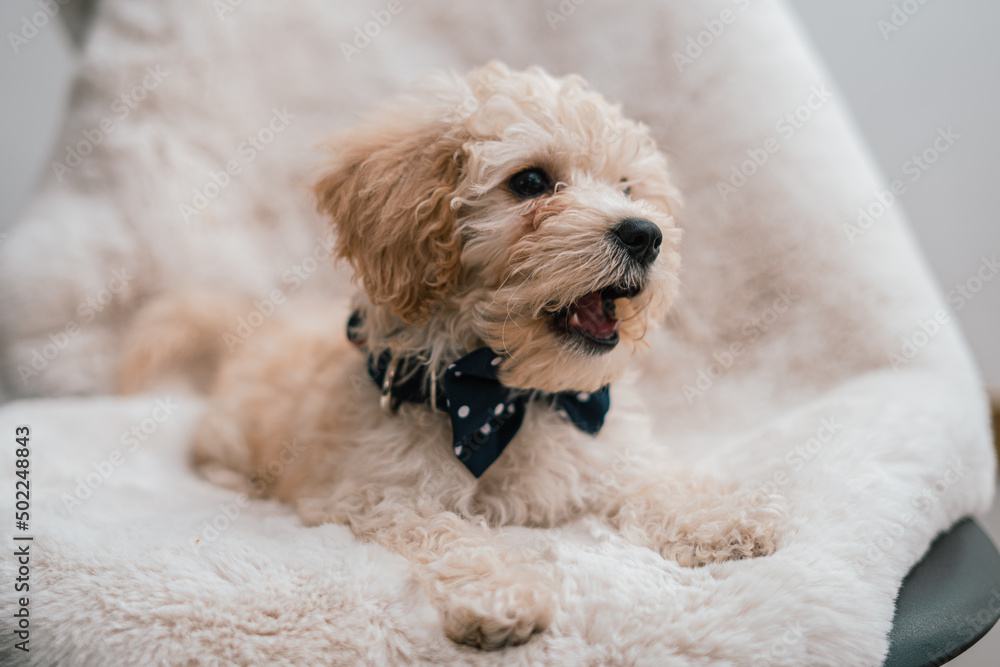 French poodle peluche hotsell
