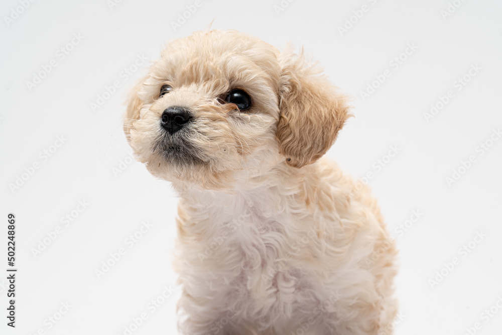 Retrato en fondo blanco de un perrito cachorro de french poodle de un mes de vida Retrato en fondo blanco de un perrito cachorro de french poodle de un mes de vida
