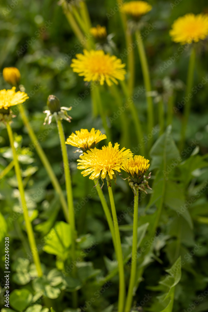 Obraz premium Blooming yellow dandelion flowers (Taraxacum officinale) in garden on spring time.