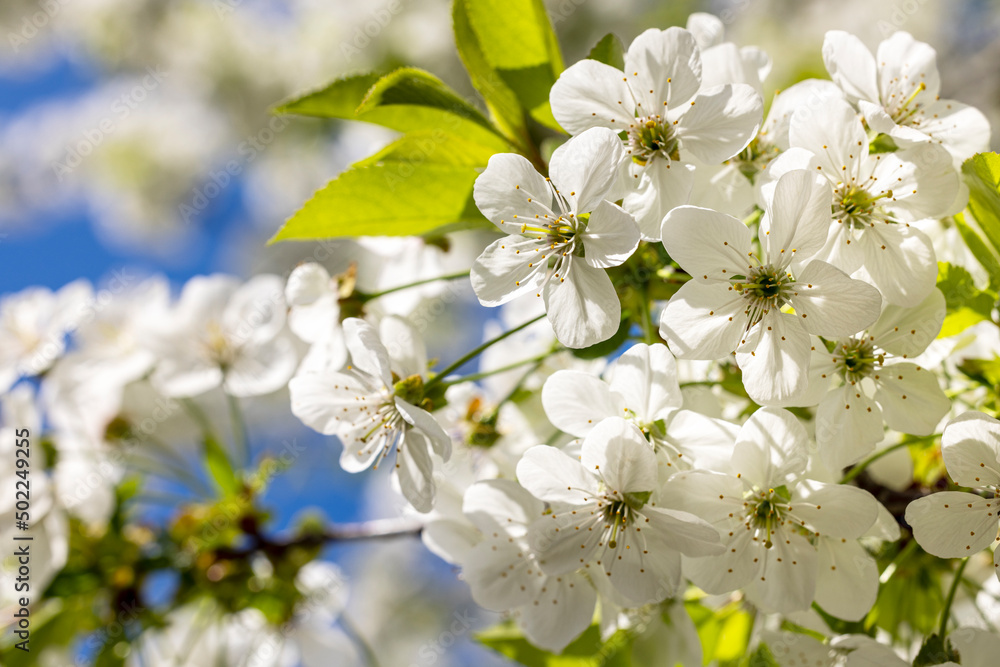 Spring background art with white cherry blossom. Beautiful nature scene with blooming tree and sun flare