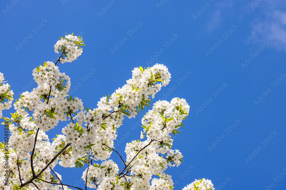 Spring background art with white cherry blossom on blue sky background. Beautiful nature scene with blooming tree and sun flare Spring background art with white cherry blossom on blue sky background. Beautiful nature scene with blooming tree and sun flare