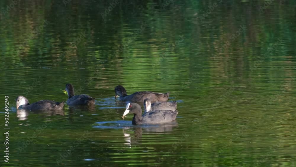Waterfowl birds in their habitat at lake or river. Nature background with ducks in pond. Eurasian coot bird Fulica atra with her chicks. Black Eurasian coot swimming in water Waterfowl birds in their habitat at lake or river. Nature background with ducks in pond. Eurasian coot bird Fulica atra with her chicks. Black Eurasian coot swimming in water
