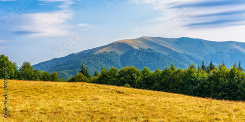 beautiful mountain view of carpathian alps. idyllic scenery with green meadows and beech forest on the hill. panorama of nature landscape in evening light. svydovets mountain ridge, ukraine