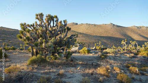 Wallpaper Mural Pacific Crest Trail Desert Section F from Tehachapi Pass to Walker Pass in California, USA. Torontodigital.ca