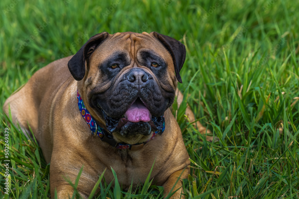 2022-05-01 A MATURE BULLMASTIFF LYING IN TALL GREEN GRASS AT A LOCAL OFF LEASH DOG PARK WITH NICE EYES AND WEARING A MULTI COLORED COLLAR