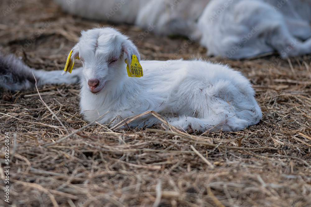 Fototapeta premium sheep and lamb