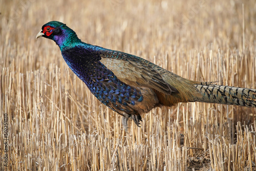 Fotografie Melanistic Mutant Pheasant Rooster