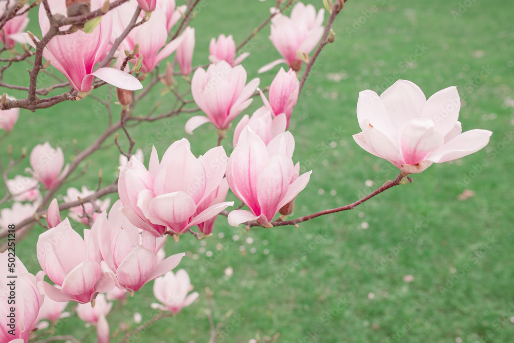 Fototapeta premium magnolia blooming tree, natural floral background. beautiful spring flowers. pink magnolia tree flower. new life beginning. nature growth and waking up. womens day. mothers day holiday.