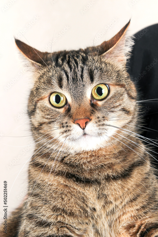 Close-up portrait of a striped cat Close-up portrait of a striped cat