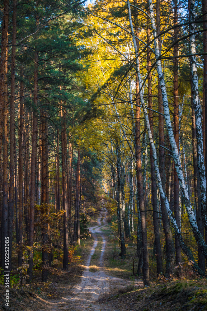 Forest road in Pushcha-Voditsa