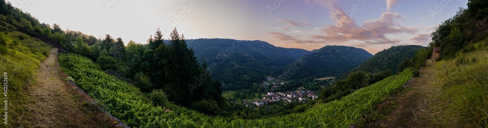 Lumière matinale sur le vignoble en Palhàs de la vallée de l'Alagnon, Molompize, Cantal, Auvergne-Rhône-Alpes, France