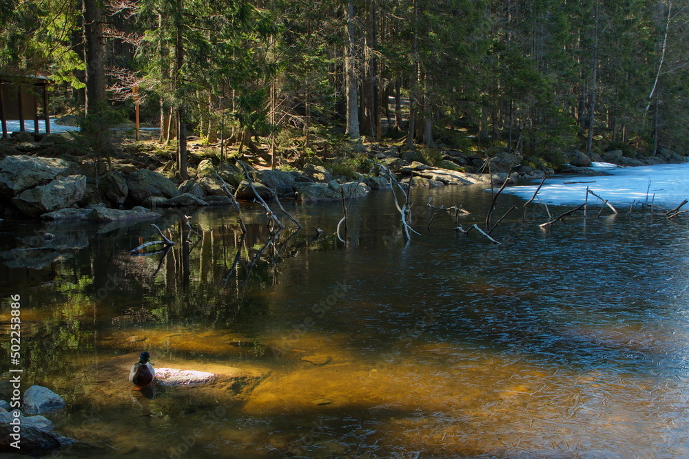 Landscape at Devils Lake in Bohemian Forest,Klatovy district,West Bohemia,Czech Republic,Europe,Central Europe
Landscape at Devils Lake in Bohemian Forest,Klatovy district,West Bohemia,Czech Republic,Europe,Central Europe