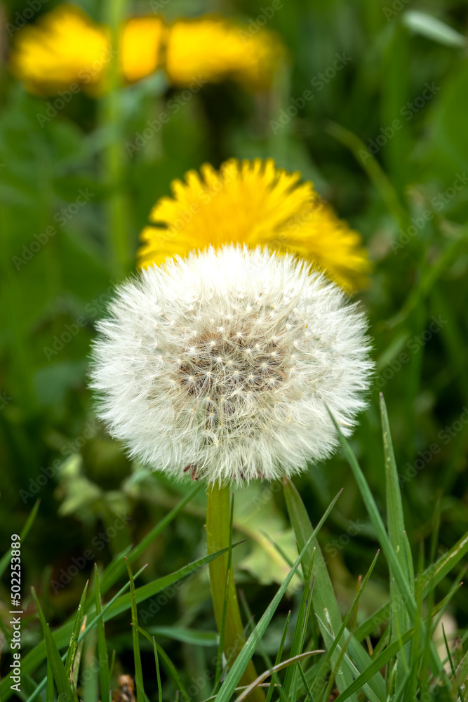 closeup showing the intricate detail and beauty of a dandelion (Taraxacum) flower seed head before dispersing in the wind closeup showing the intricate detail and beauty of a dandelion (Taraxacum) flower seed head before dispersing in the wind