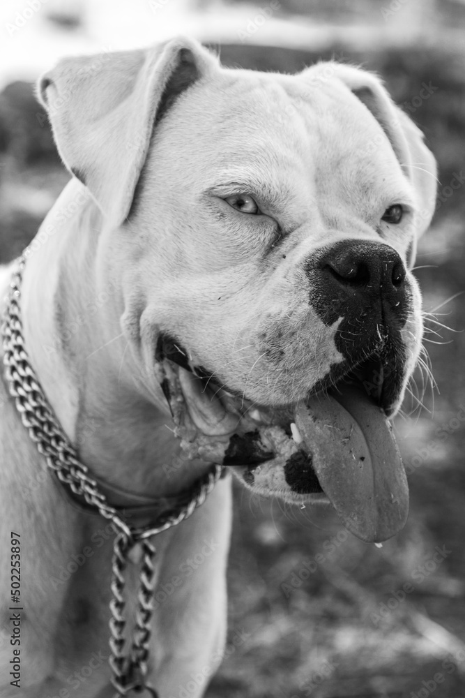 Portrait of a dog, boxer
