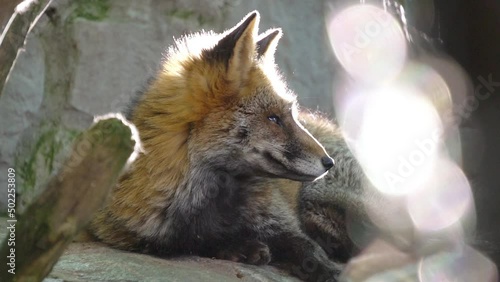 Fox Looking Curious To Tourists Walking At Zao Fox Village In Miyagi, Japan. - Low-Level Shot, Slow Motion photo