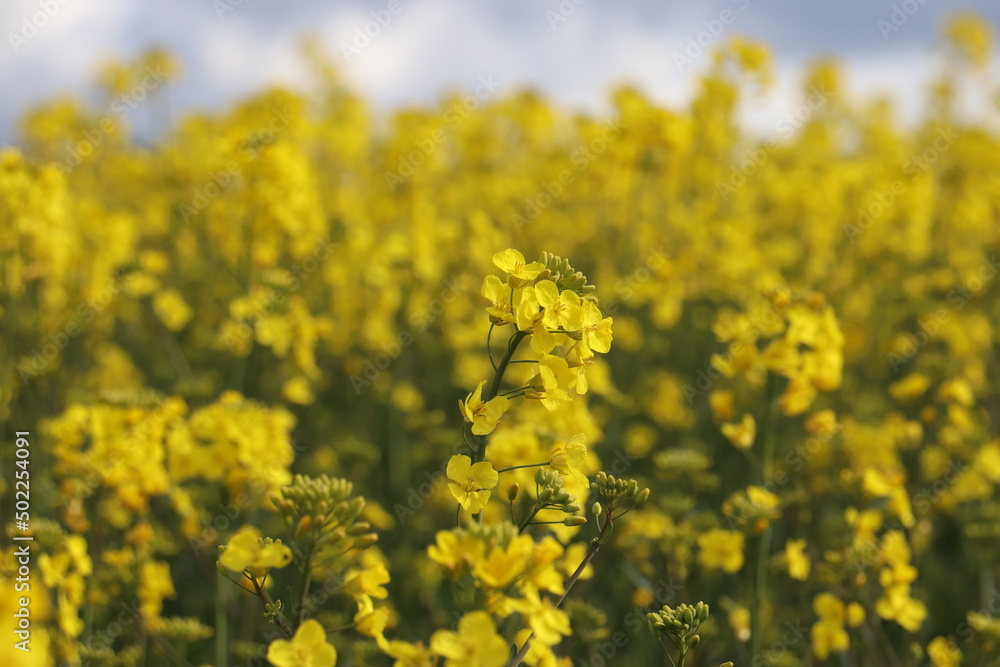 yellow rapeseed field yellow rapeseed field