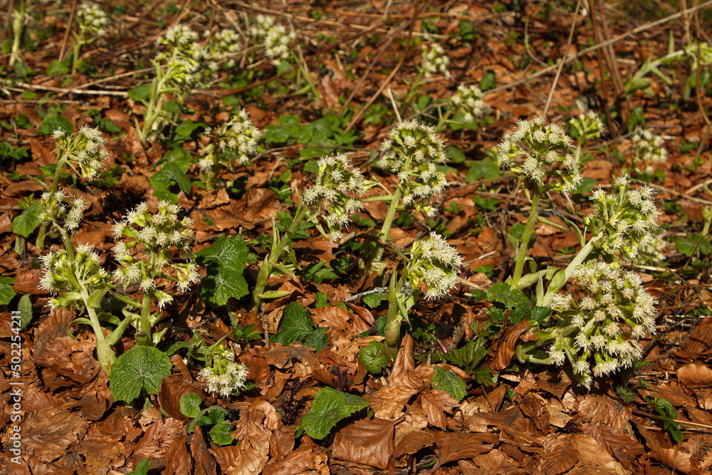 Obraz premium White butterbur in Bohemian Forest,Klatovy district,Plzen region,West Bohemia,Czech Republic,Europe,Central Europe 