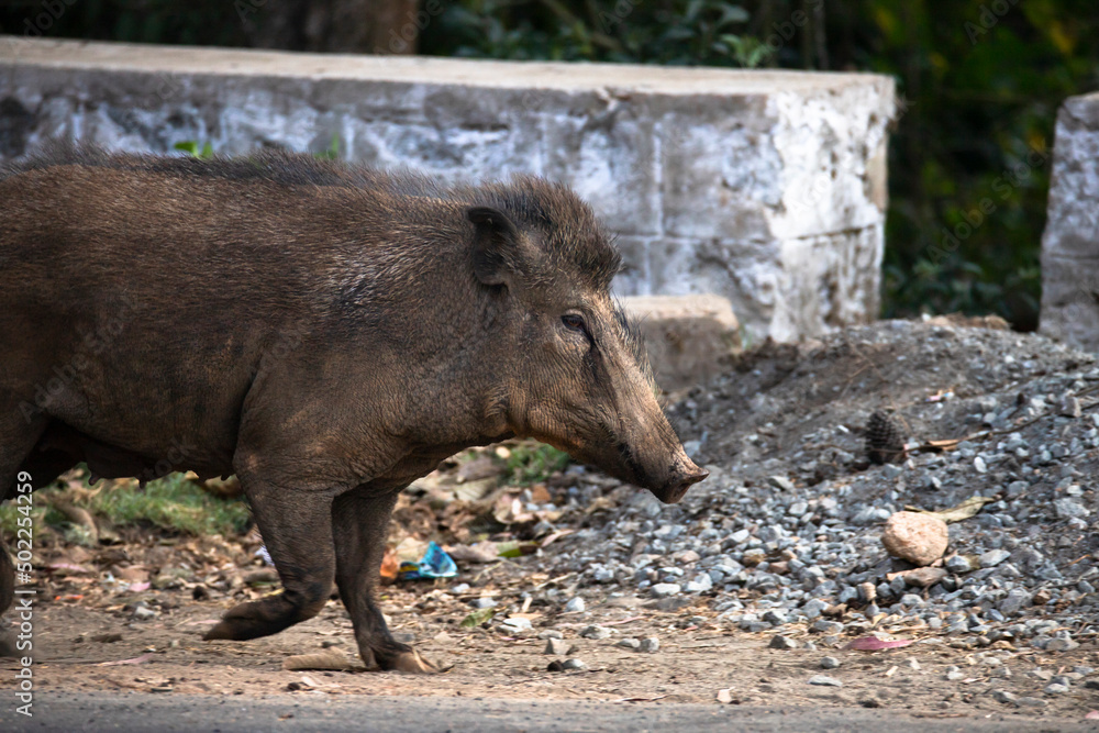 Fototapeta premium Wild Indian boar trotting over the road - closeup shot