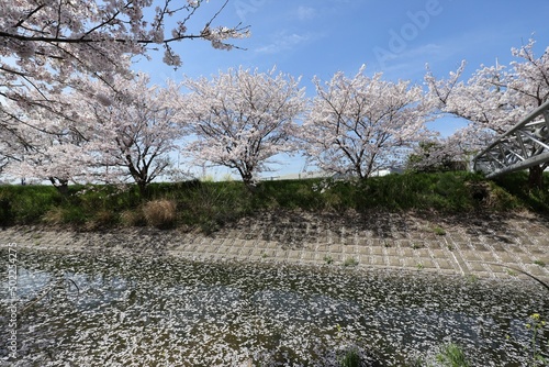 奈良県安堵町　岡崎川の桜並木とユキヤナギ