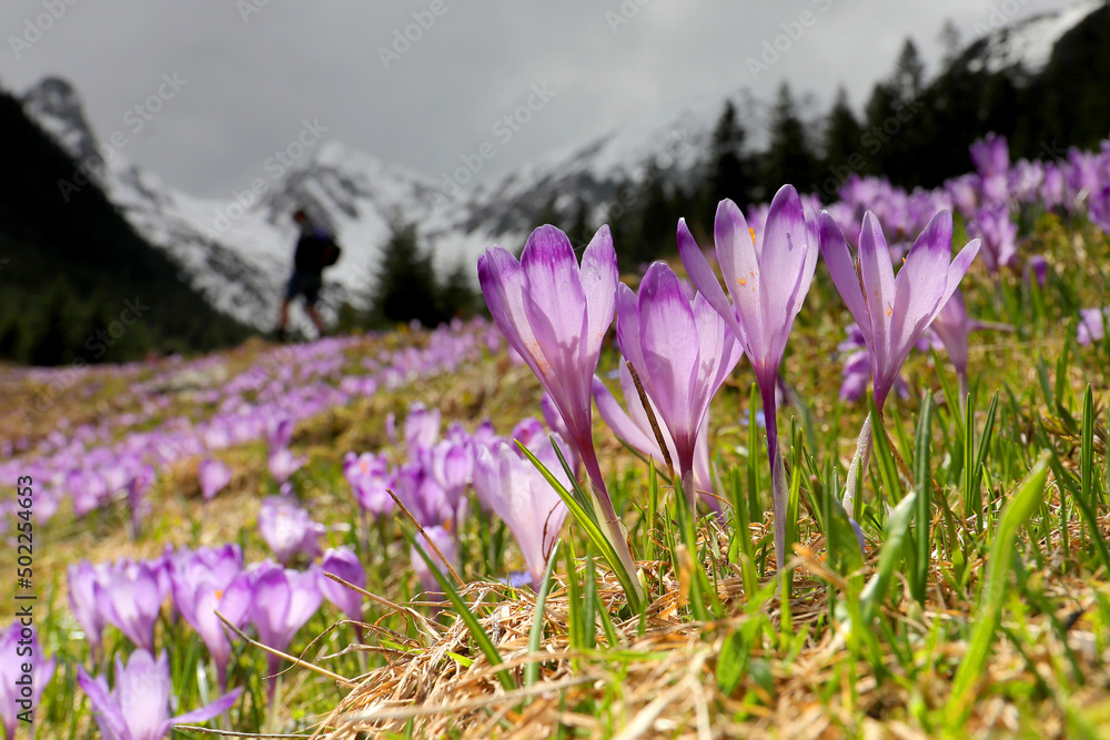 Obraz premium Alpine scenic landscape with purple crocus flowers in spring season on Sambata Valley in Fagaras mountains,Sibiu, Romania.