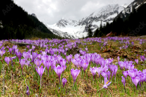 Alpine scenic landscape with purple crocus flowers in spring season on Sambata Valley in Fagaras mountains Sibiu  Romania.