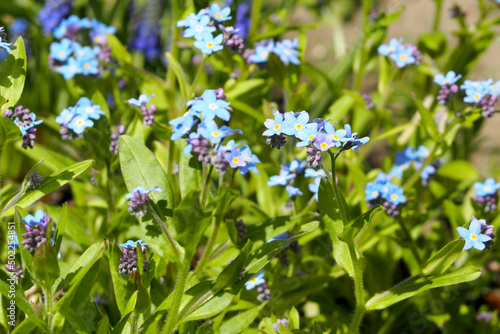 many twigs of blue little forget-me-nots in the garden among the grass during the day in Europe in summer. blue flowers