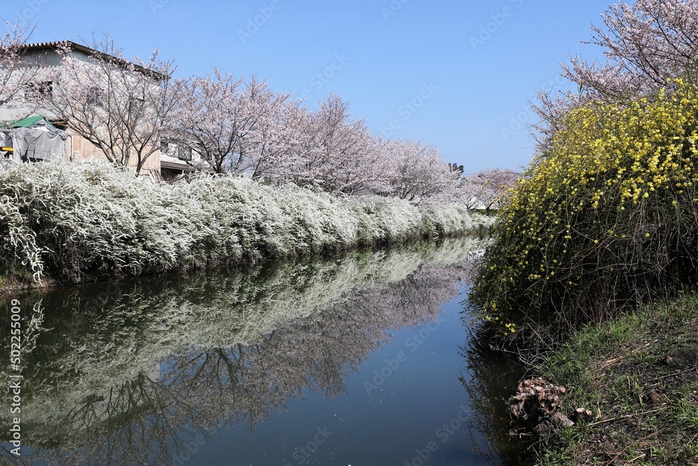 奈良県安堵町　岡崎川の桜並木とユキヤナギ